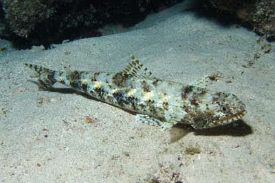 Marmor. Eidechsenfisch