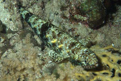 Marmor. Eidechsenfisch