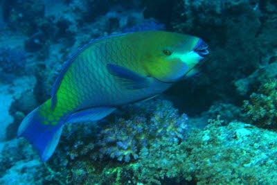 Rostkopf-Papagei, m�nnl.