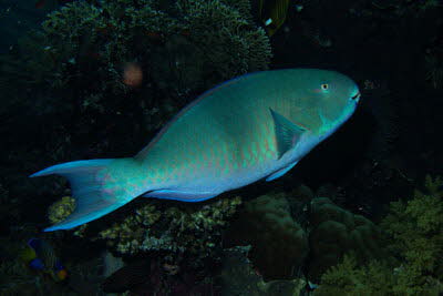 Rostkopf-Papagei, m�nnl.