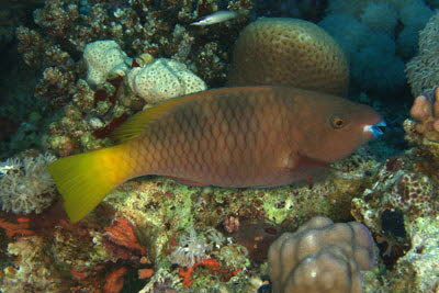Rostkopf-Papagei, weigl.