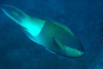 Seitenfleck-Papagei, m�nnl.