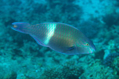 Seitenfleck-Papagei, m�nnl.