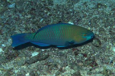 Blauband-Papageifisch,m�nnl. 