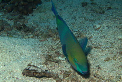 Blauband-Papageifisch, m�nnl.