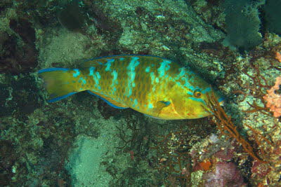 Blauband-Papageifisch, weibl.