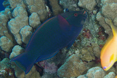 Schwarzer Papagei, m�nnl.