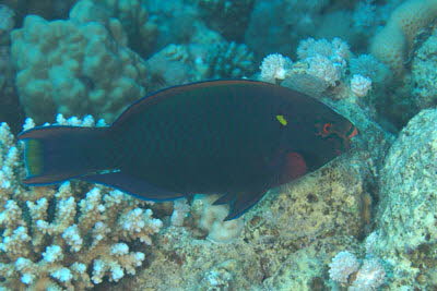 Schwarzer Papagei, m�nnl.