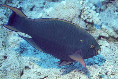 Schwarzer Papagei, m�nnl.