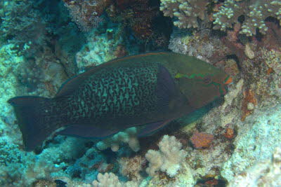 Schwarzer Papagei, m�nnl.