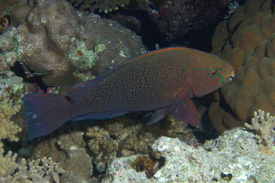 Schwarzer Papagei, m�nnl.