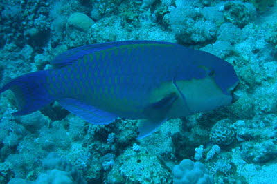 Nasenh�cker-Papagei, m�nnl.