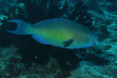 Nasenh�cker-Papagei, m�nnl.