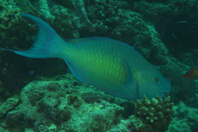 Nasenh�cker-Papagei, m�nnl.