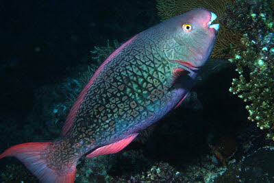 Nasenh�cker-Papagei, weibl.