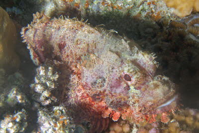 B�rtiger Drachenkopf