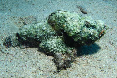 Buckel-Drachenkopf / Falscher Steinfisch