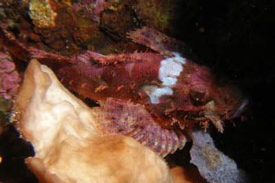 Korallen-Drachenkopf, juv.