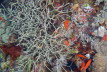 Stachelbusch-Koralle