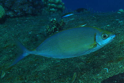 Silber-Kaninchenfisch