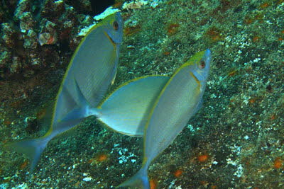 Silber-Kaninchenfisch