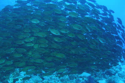 Brauner Kaninchenfisch