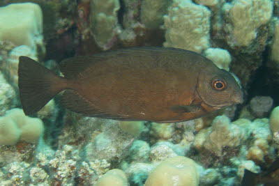 Brauner Kaninchenfisch