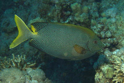 Tpfel-Kaninchenfisch