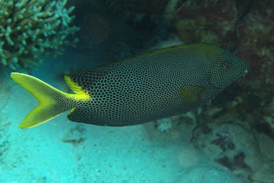 Tpfel-Kaninchenfisch