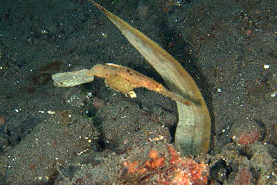 Robuster Geister-Pfeifenfisch