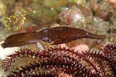 Robuster Geister-Pfeifenfisch