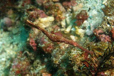 Robuster Geister-Pfeifenfisch