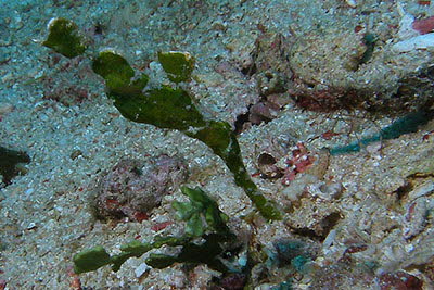 Zarter Geister-Pfeifenfisch