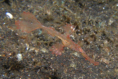 Zarter Geister-Pfeifenfisch