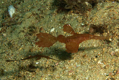 Zarter Geister-Pfeifenfisch