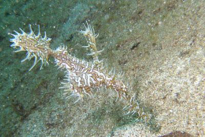 Schmuck-Geister-Pfeifenfisch