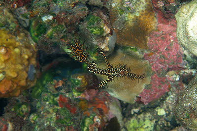 Schmuck-Geister-Pfeifenfisch