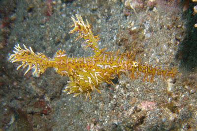 Schmuck-Geister-Pfeifenfisch