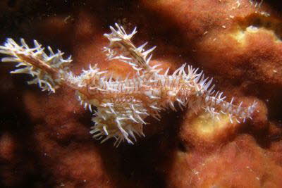 Schmuck-Geister-Pfeifenfisch