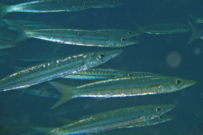 Gelbschwanz-Barrakuda