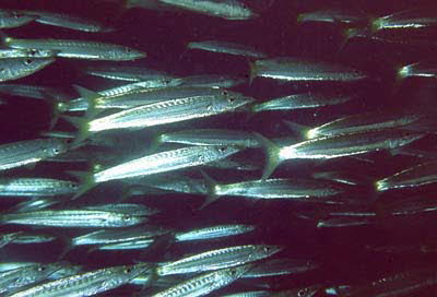 Gelbschwanz-Barrakuda