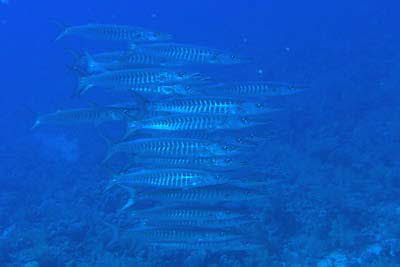 Dunkelflossen-Barrakuda