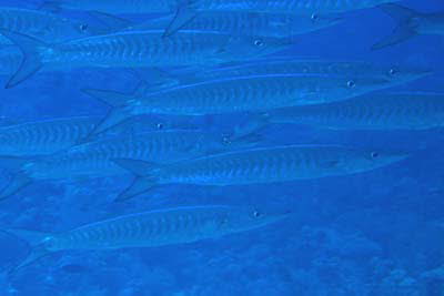 Dunkelflossen-Barrakuda