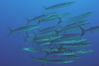 Dunkelflossen-Barrakuda