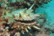 Spondylus_spinosus_001_XL_k