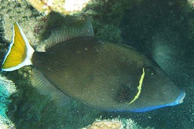 Rotmeer-Dr�cker, m�nnl.