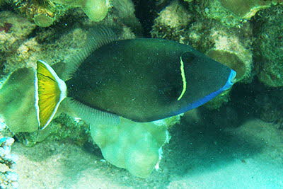 Rotmeer-Dr�cker, m�nnl.