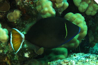 Rotmeer-Dr�cker, m�nnl.