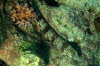 Sand-Eidechsenfisch