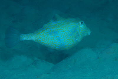 Pyramiden-Kofferfisch